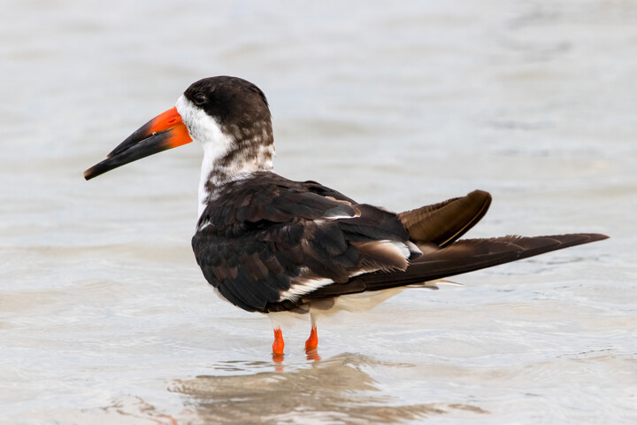 Black Skimmer